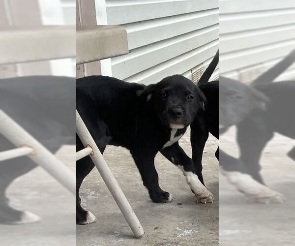 Medium Photo #1 Labrador Retriever-Unknown Mix Puppy For Sale in Waco, TX, USA