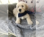 Small Photo #3 Goldendoodle Puppy For Sale in GREENWOOD, AR, USA