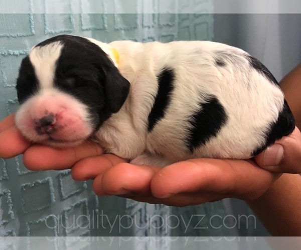 Medium Photo #1 Springerdoodle Puppy For Sale in ANZA, CA, USA