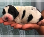 Small Photo #1 Springerdoodle Puppy For Sale in ANZA, CA, USA