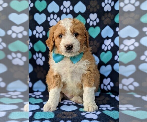 View Ad: Goldendoodle-Miniature Bernedoodle Mix Puppy for Sale near ...