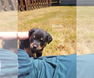 Rottweiler Puppy for sale in OLYMPIA, WA, USA