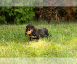 Small #18 Dachshund