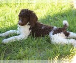 Small Photo #6 Poodle (Standard) Puppy For Sale in LINDEN, TN, USA