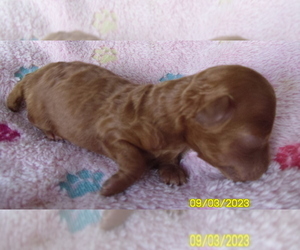 Poodle (Toy) Puppy for sale in DULUTH, GA, USA