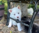 Small Photo #1 Pomsky Puppy For Sale in WOODSTOCK, IL, USA