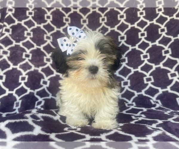 Medium Photo #6 Zuchon Puppy For Sale in LAKELAND, FL, USA