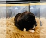 Small #4 Cocker Spaniel