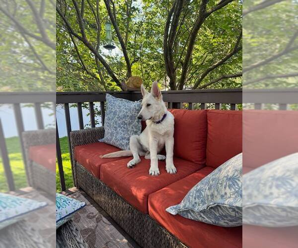 Medium Photo #9 Mutt Puppy For Sale in Tenafly, NJ, USA