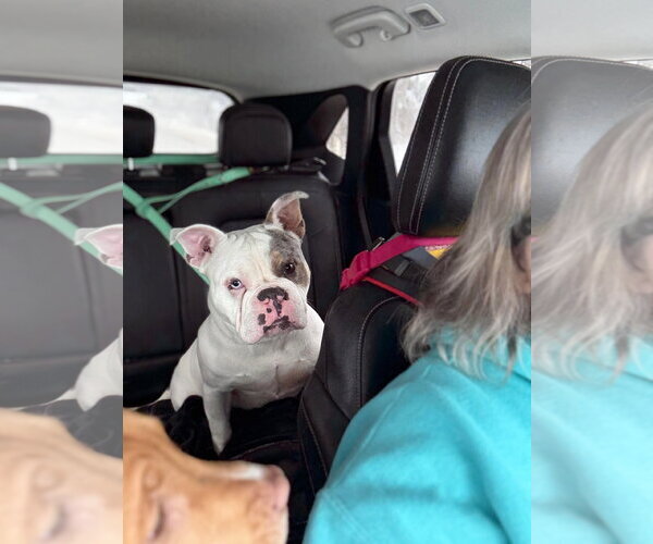 Medium Photo #5 Free-Lance Bulldog Puppy For Sale in Oro Medonte, Ontario, Canada