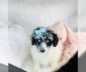 Poodle (Toy) Puppy for sale in WEST PALM BEACH, FL, USA