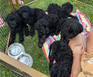 Miniature Labradoodle Puppy for sale in GROVELAND, MA, USA