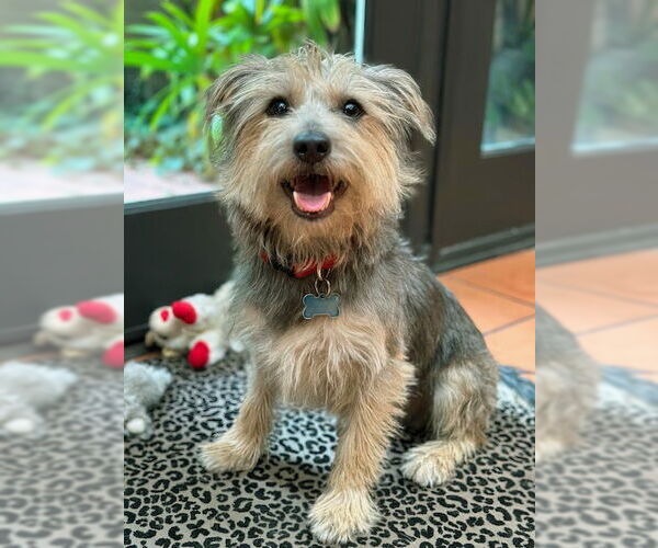 Medium Photo #4 Mutt Puppy For Sale in Marina Del Rey, CA, USA