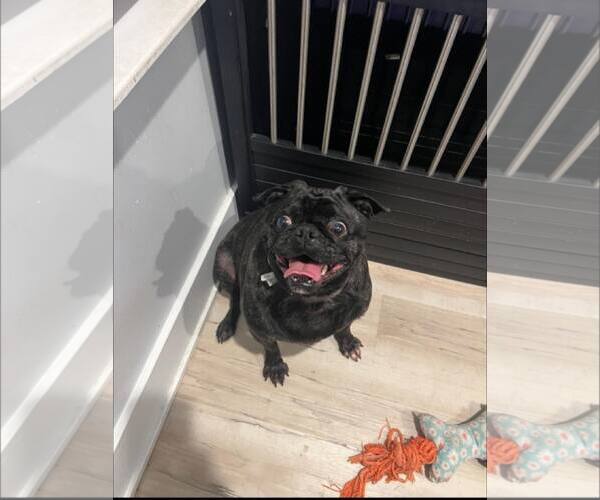 Medium Photo #4 Frenchie Pug Puppy For Sale in Indianapolis, IN, USA