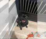 Small #3 Frenchie Pug