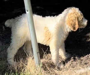 Poodle (Standard) Puppy for Sale in REWEY, Wisconsin USA
