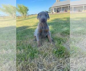 Doberman Pinscher Puppy for sale in BREMEN, MN, USA