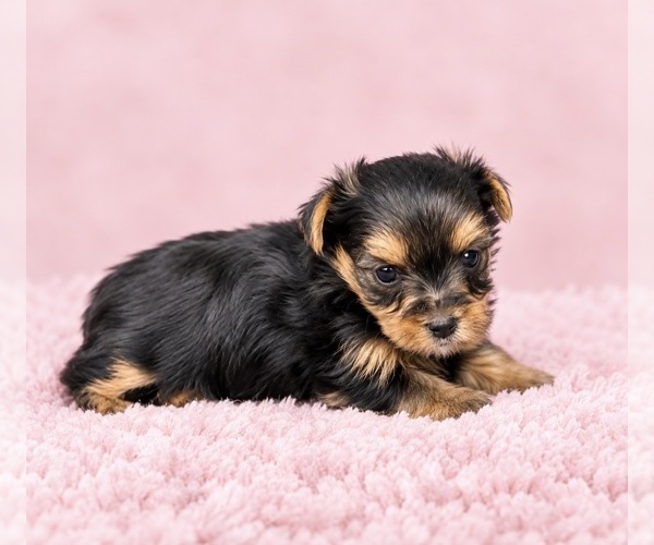 Medium Photo #2 Yorkshire Terrier Puppy For Sale in BRANDON, MS, USA