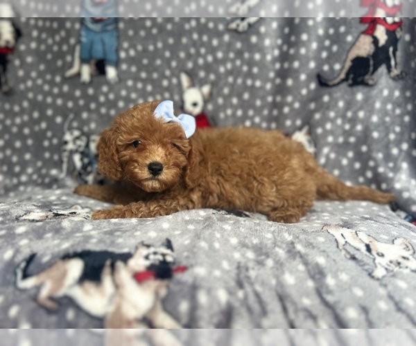 Medium Photo #3 Cavapoo Puppy For Sale in LAKELAND, FL, USA
