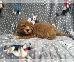 Small #2 Cavapoo