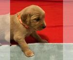 Small Photo #10 Golden Retriever Puppy For Sale in JACKSONVILLE, NC, USA