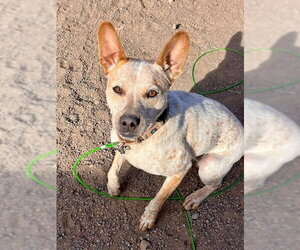 Indie - Female Mutt Dog for Adoption - Photo #2