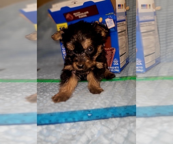 Medium Photo #22 Yorkshire Terrier Puppy For Sale in AKRON, OH, USA
