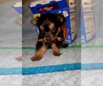 Small Photo #249 Yorkshire Terrier Puppy For Sale in AKRON, OH, USA