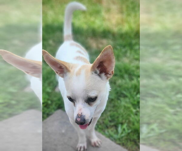 Medium Photo #6 Rat Terrier Puppy For Sale in Atlanta, GA, USA