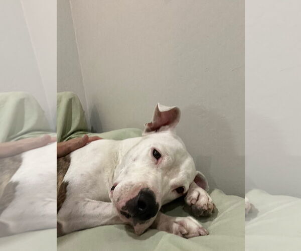 Medium Photo #18 American Pit Bull Terrier-Unknown Mix Puppy For Sale in phoenix, AZ, USA