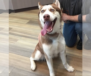 Siberian Husky Dogs for adoption in PLAINFIELD, IL, USA