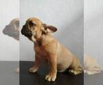 Small #1 French Bulldog