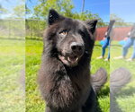 Small #4 Chow Chow Mix