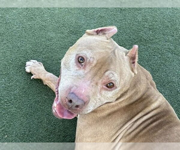Medium Photo #3 American Pit Bull Terrier Puppy For Sale in Martinez, CA, USA