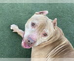 Small #2 American Pit Bull Terrier