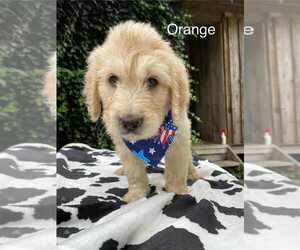 Goldendoodle Litter for sale in HONEY GROVE, PA, USA