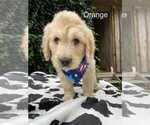 Small Goldendoodle