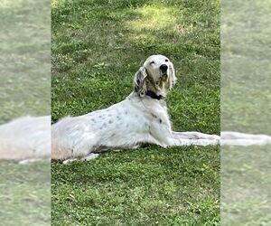 English Setter Dogs for adoption in Elmsford, NY, USA