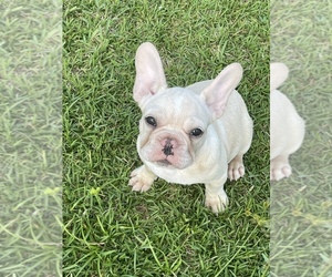 French Bulldog Puppy for sale in MIAMI, FL, USA