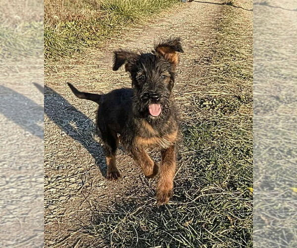 Medium Photo #3 Labrador Retriever-Unknown Mix Puppy For Sale in Aurora, IN, USA