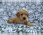 Small #7 Goldendoodle