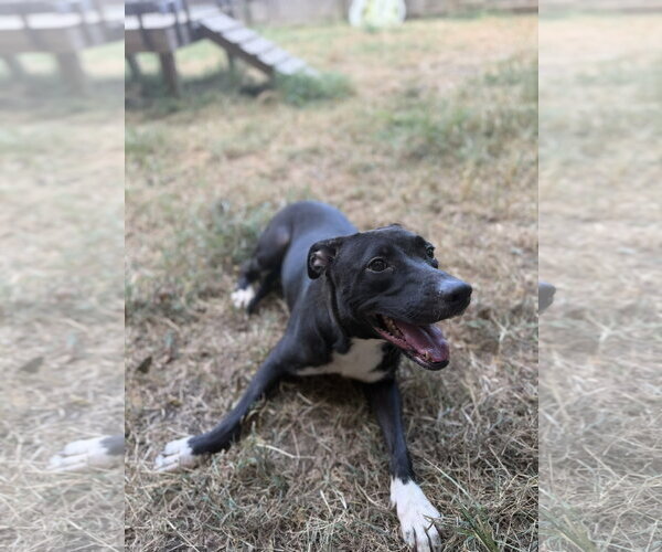 Medium Photo #3 Staffordshire Bull Terrier-Unknown Mix Puppy For Sale in Jackson, MS, USA