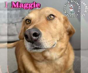 Golden Labrador Dogs for adoption in Omaha, NE, USA