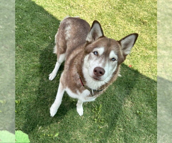 Medium Photo #1 Siberian Husky Puppy For Sale in Temple, TX, USA