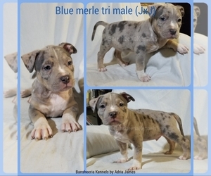 American Bully Puppy for sale in MABELVALE, AR, USA
