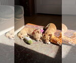 Small #10 Chihuahua Mix