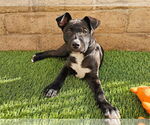 Small #3 American Pit Bull Terrier-Australian Shepherd Mix