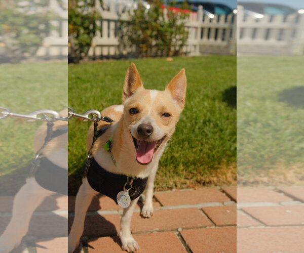 Medium Photo #6 Chihuahua-Unknown Mix Puppy For Sale in San Jose, CA, USA