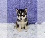 Small #5 Siberian Husky