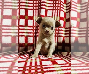 Chihuahua Puppy for sale in SHEPHERD, TX, USA